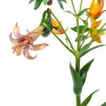 Gardening Essays Kindle eBook by University Press Mississippi 324pg-0